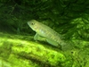 Lamprologus ornatipinnis