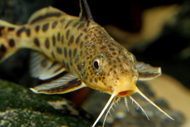 Synodontis multipunctatus