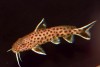 Synodontis petricola