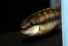 Telmatochromis vittatus