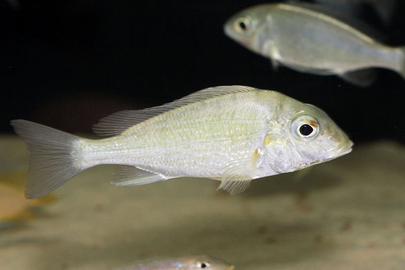 Tylochromis polylepis