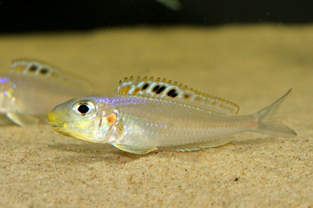 Xenotilapia bathyphilus kekese