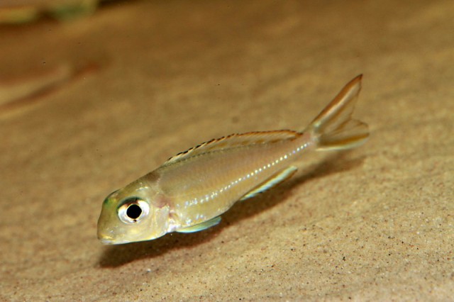 Xenotilapia ornatipinnis