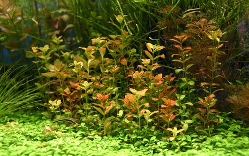 Bacopa sp red