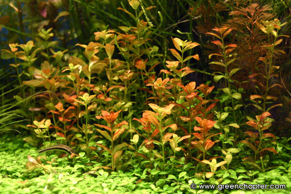 Bacopa sp Red