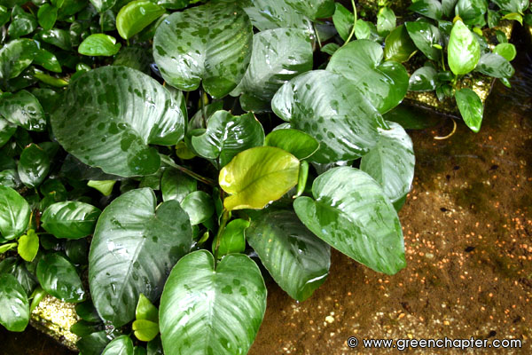 Anubias barteri var barteri