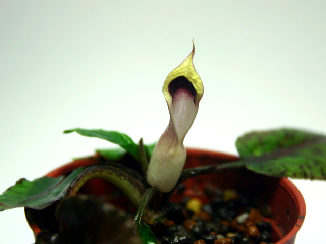 Cryptocoryne schulzei's flower