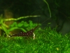 Sulawesi Shrimp