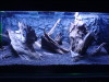 3ft "Amazonia river bank" tank