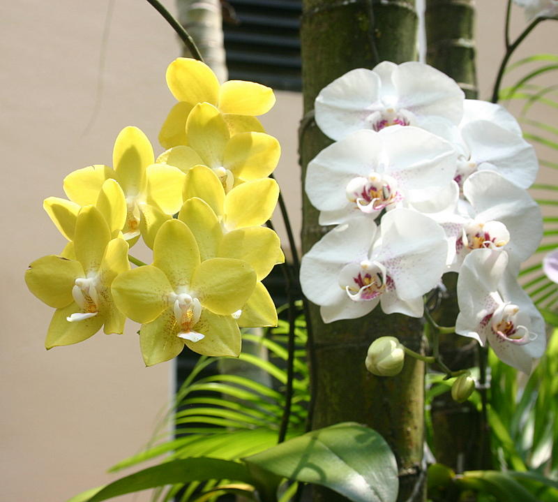 Orchids