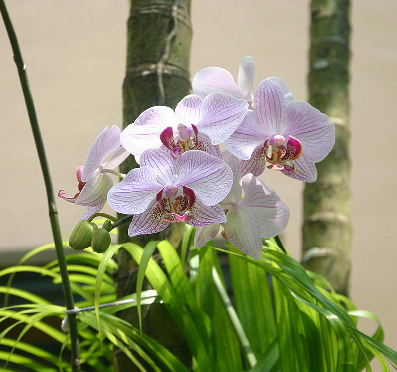 Orchids