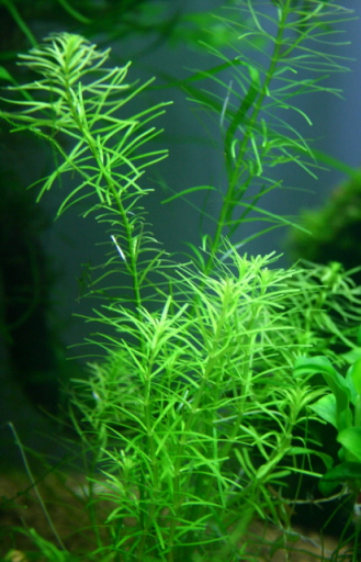 Rotala