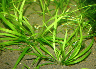 Plants