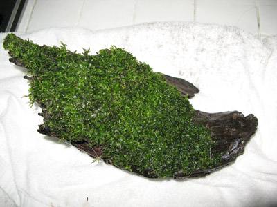 Moss on Wood