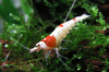 'W' Hino shrimps