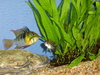 Apistogramma cacatuoides and German Ram