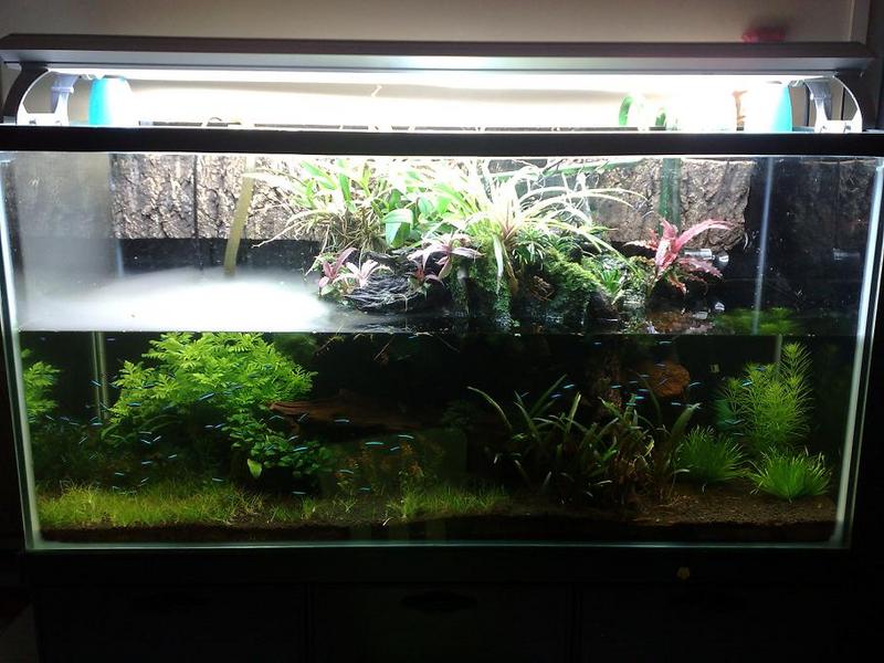 4ft Tank