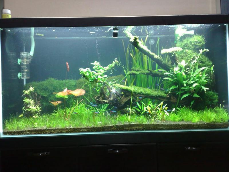 4ft Tank