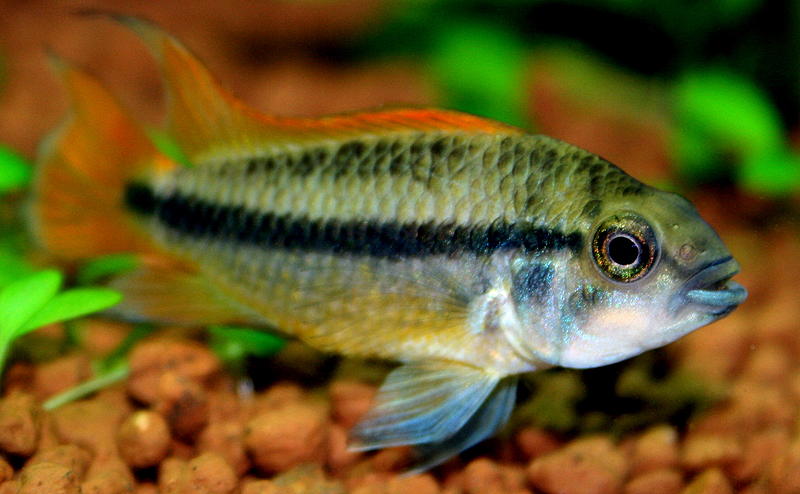 Apistogramma cacatuoides