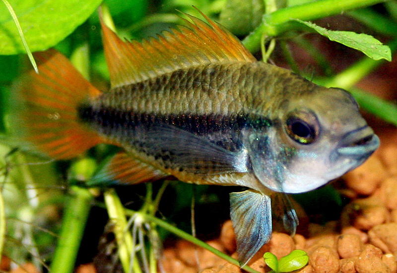 Apistogramma cacatuoides