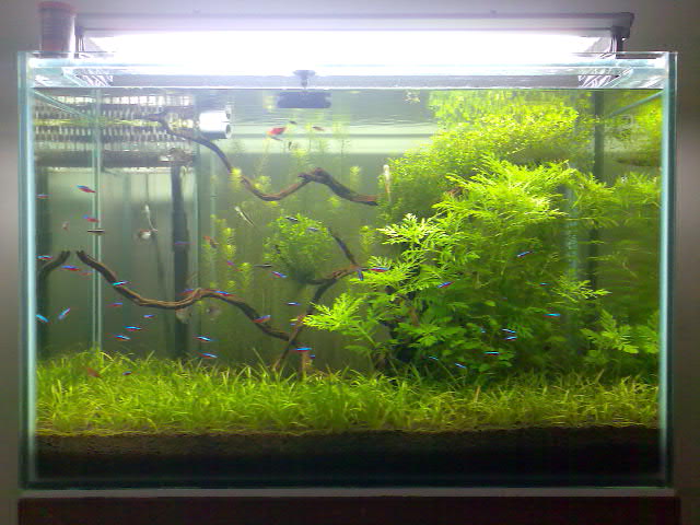 3ft planted tank