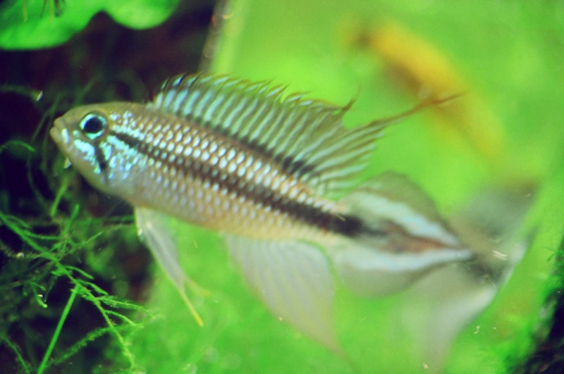 Apistogramma