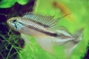 Apistogramma