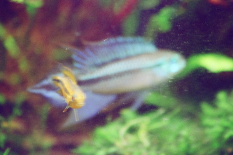 Apistogramma