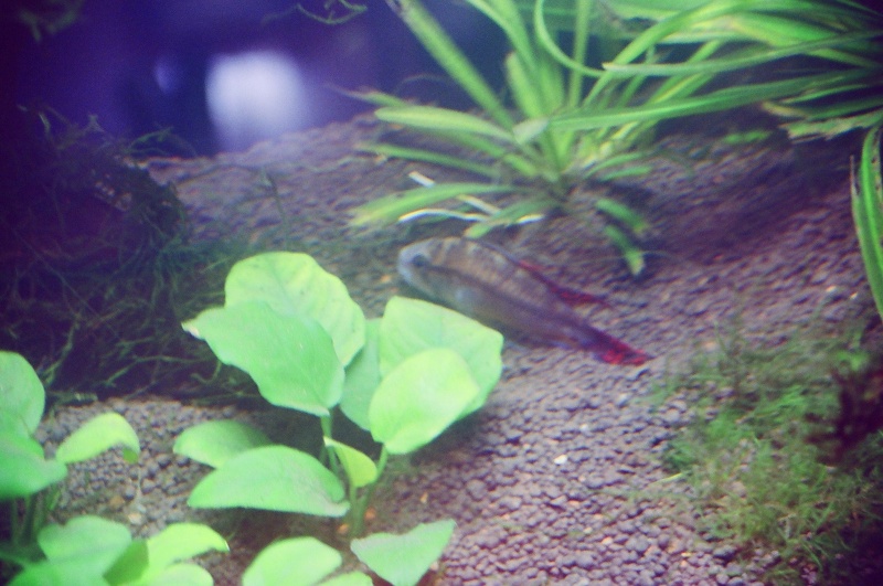 Apistogramma