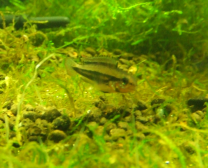 Diplotaenia