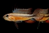 Apistogramma elizabethae (Rio Negro Red)