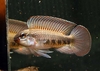 Apistogramma iniridae