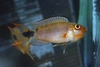 Apistogramma sp. 'martini'