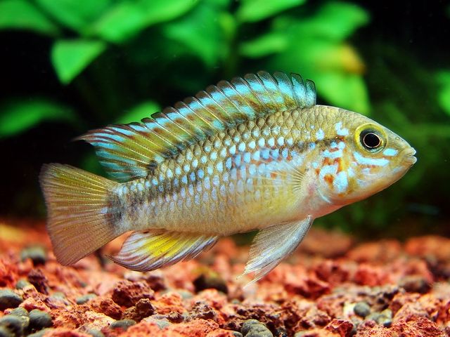 Apistogramma sp. 'Algodon'