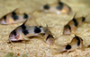 Corydoras weitzmani