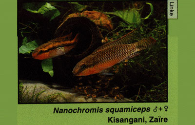 Nanochromis squamiceps