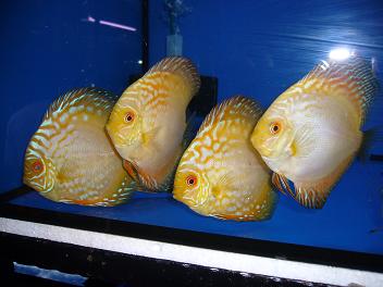 New discus stocks.