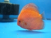 New discus stocks.