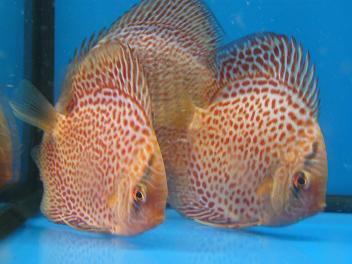 New discus stocks.
