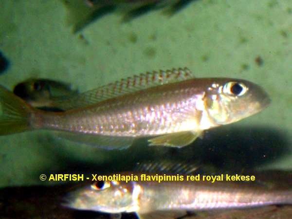 X_flavipinnis_red_royal_kekese