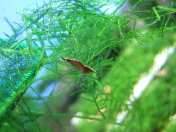 Red Line Shrimp