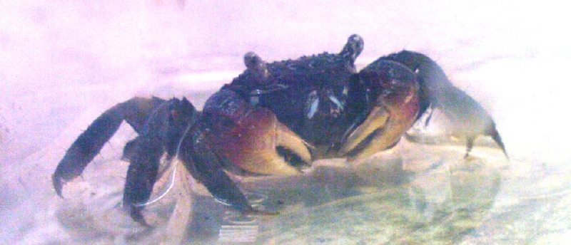 Camou Crab