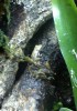 My froggies