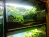 Paludarium