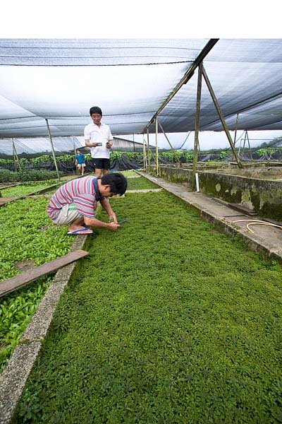 AQ @ Teo Aquatic Plant farm