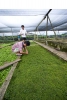 AQ @ Teo Aquatic Plant farm