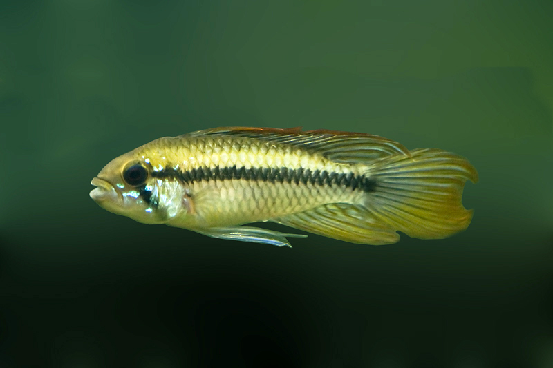 Apistogramma gibbiceps