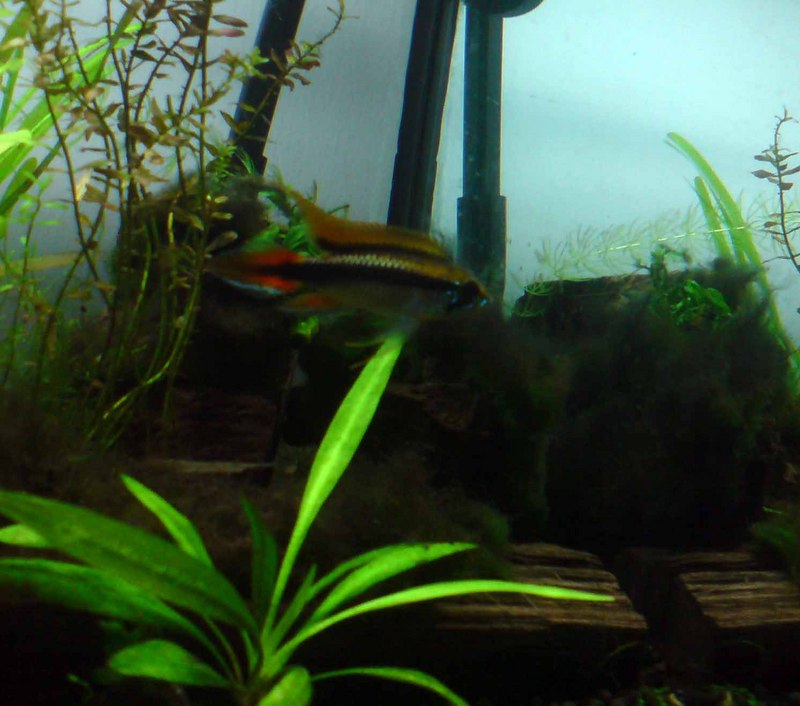 Apisto Agassizii looking for partner
