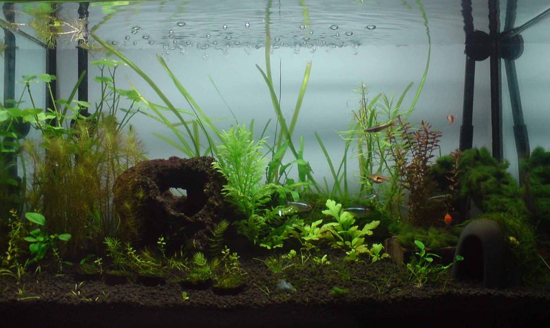 Whole Tank