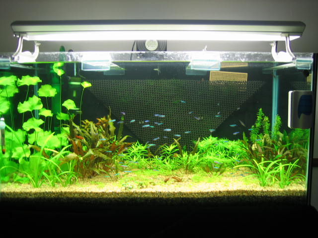 My Latest 1month process 3ft aquascape